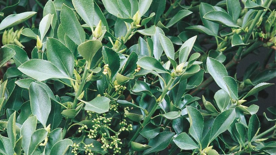 Leaves