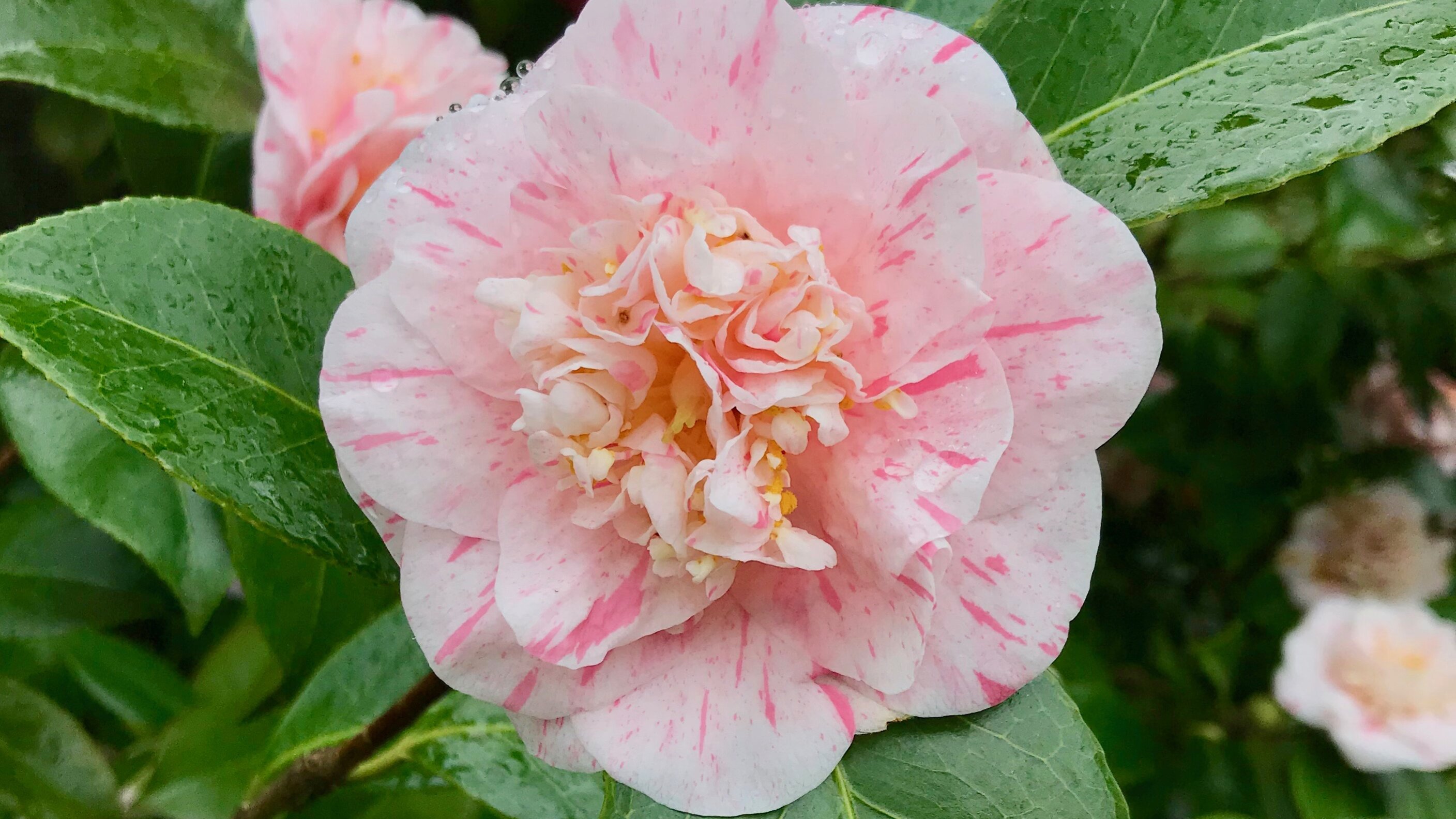 Camellia Japonica in Bloom - Mission Street Parks Conservancy