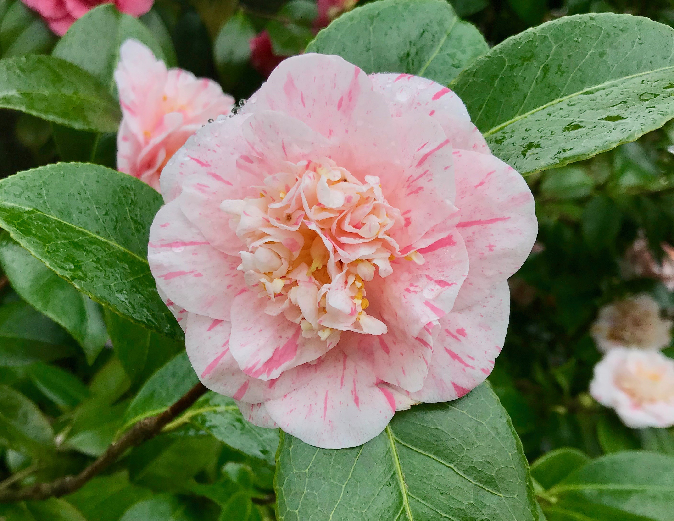Camellia japonica 'Anita