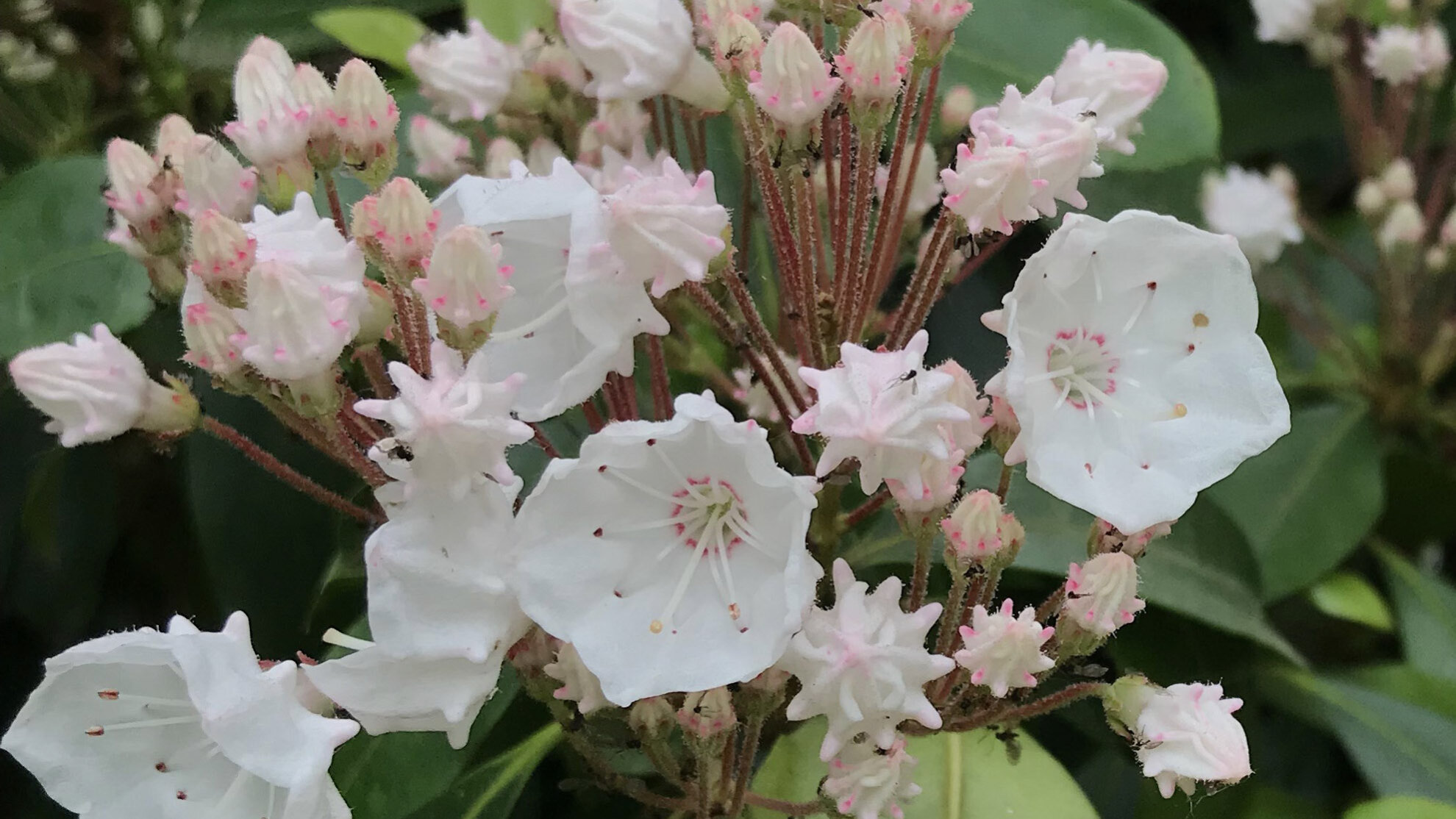 White flowers of a Kalmia latifolia blooms on the lower Ravine landscape bed