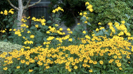 Yellow flowers