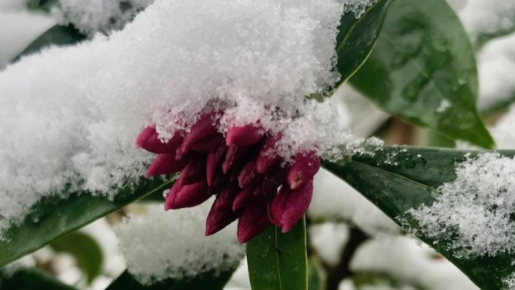 Sbow-covered Daphne odora. A plant covered in snow