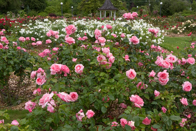 Rose Garden Planting Bed Rehabilitation - Mission Street Parks Conservancy