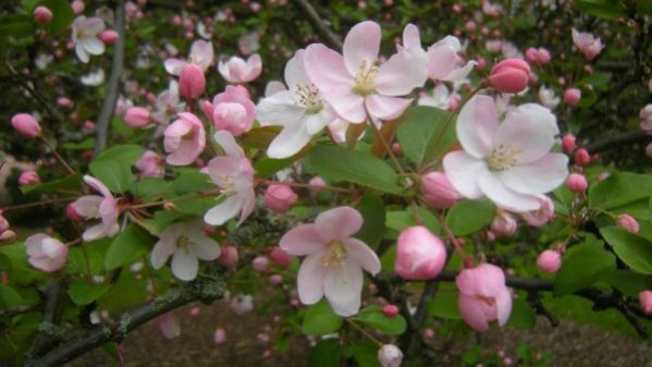 alus hupehensis
