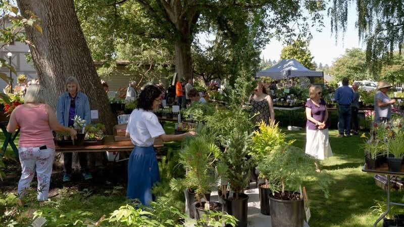 Plant Sale Photo under the oaks