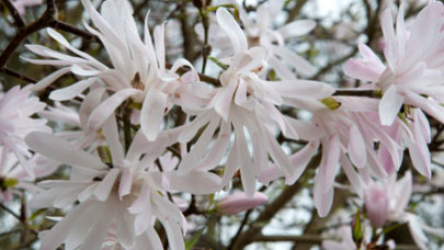 Pink flowers of a Jane Platt magnolia on the Ravine north hillside landscape bed