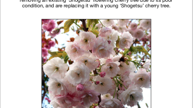 Informational poster explaining the plan to remove and replace the park's Shogetsu cherry tree
