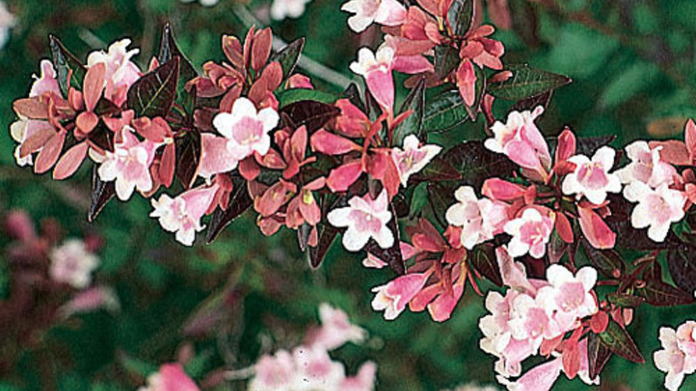 Wigelia with pink and white hose-shaped flowers are featured in several of the Bush's Pasture Park landscape beds