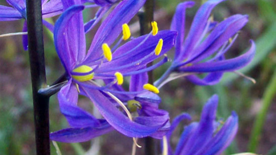 Blue camas