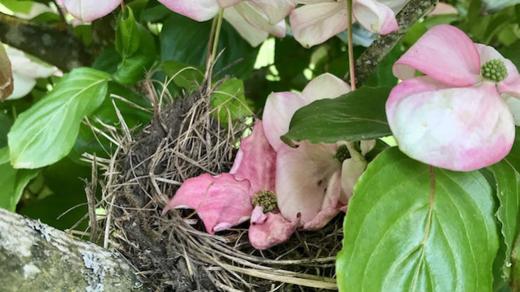 Flowers in the wild