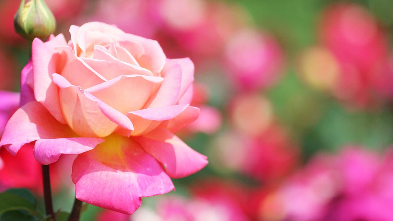 A garden of pink rose