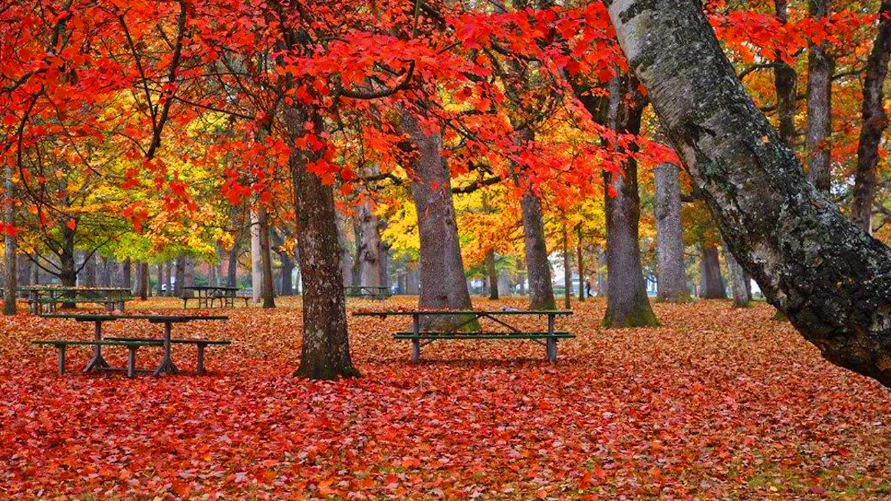 A public park during autumn
