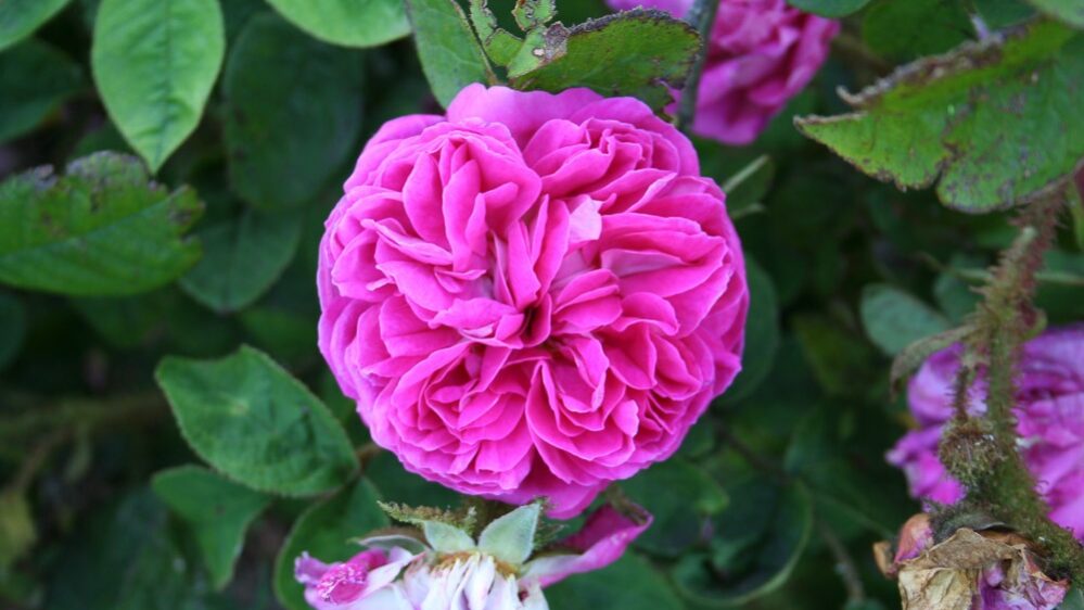 Rose Louis Gimard
