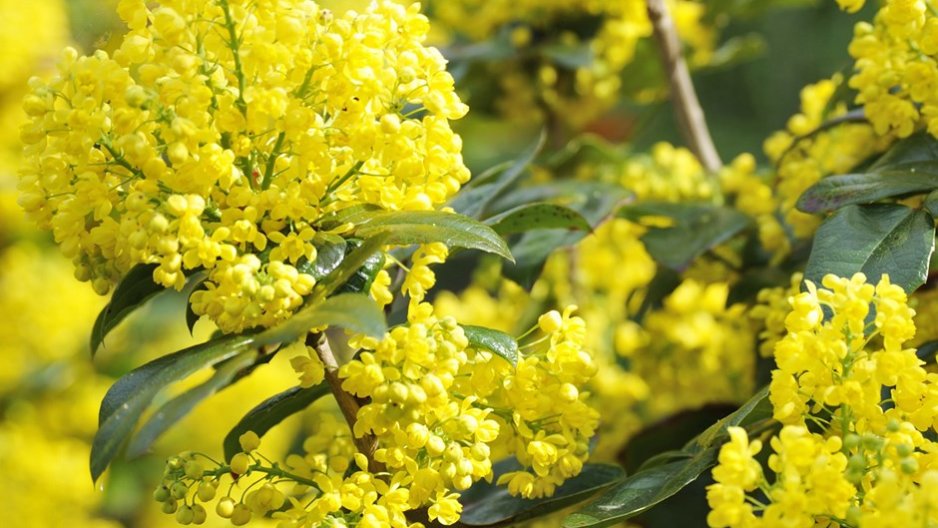 mahonia