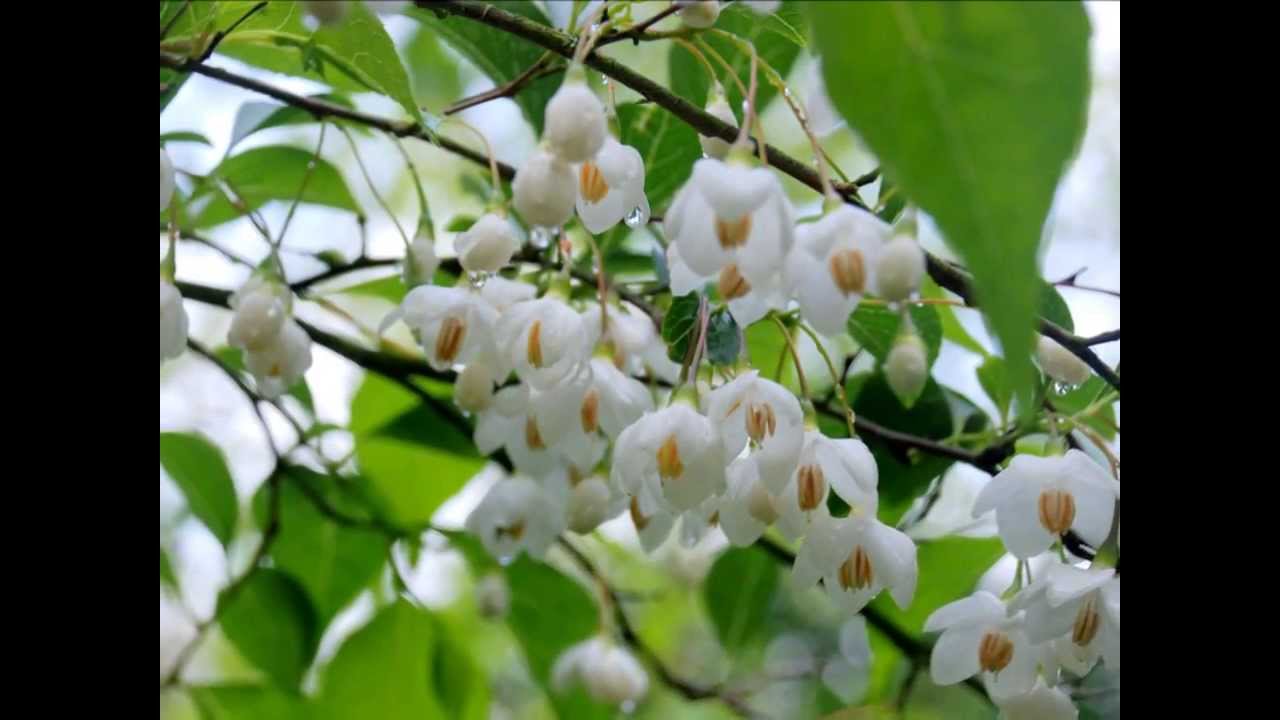 Bulbs