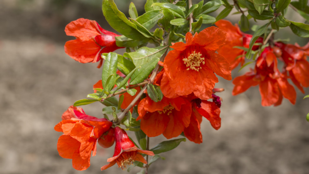 Pomegranate flowers