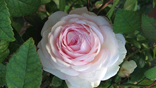 Clothilde Soupert Rose