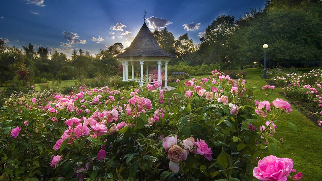 a beautiful rose garden