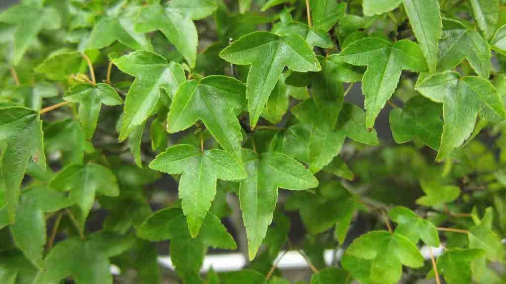 Trident leaves