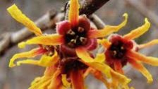Vernalis